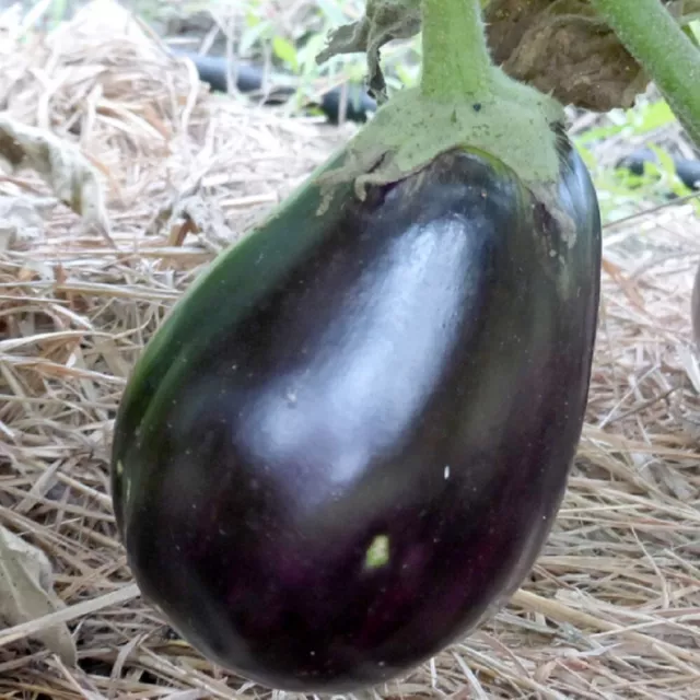Black Beauty Eggplant Seeds | NON-GMO | Heirloom | Fresh Garden Seeds