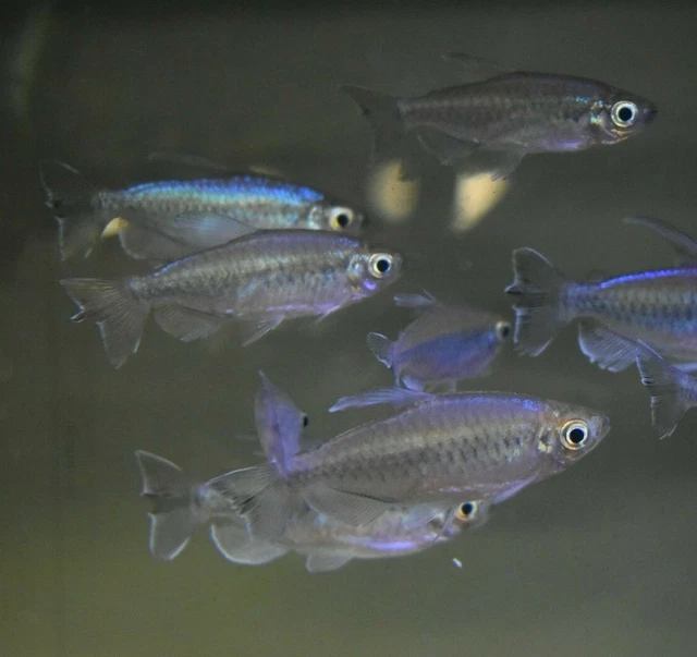 Live 1.5" Congo Tetras (Pack of 3 Freshwater Aquarium Fish) *PLS READ DESCR* 2
