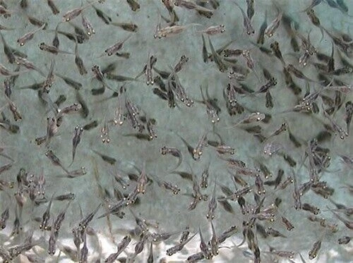 25 live Blue Tilapia fry, 50/50 mixed batch.