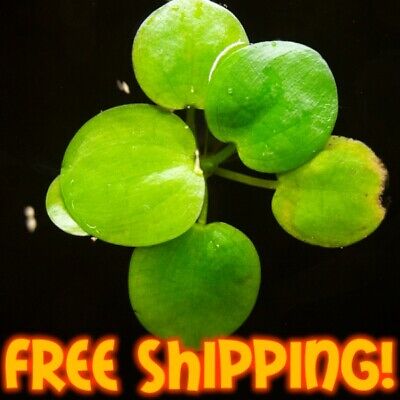 ✅*Buy 2 Get 1 Free!*10 Frogbit Easy Live Floating Aquarium Plant Free Shipping!✅