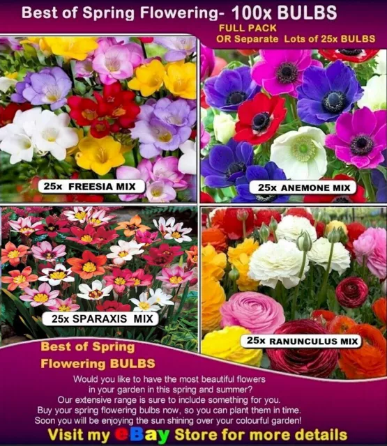 FREESIA - RANUNCULUS -Anemone - Sparaxis  100 x  BULBS PACK