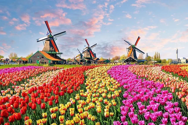 Jigsaw Puzzles 1000 Pieces for Adults Holland Tulip Fields Dutch Windmill