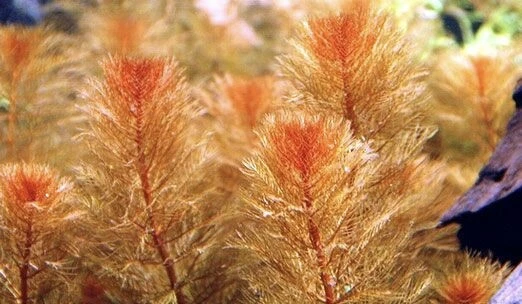 Red Myrio Myriophyllum Heterophyllum Live Aquarium Plants BUY 2 GET 1 FREE