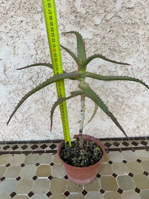 Aloe Africana
