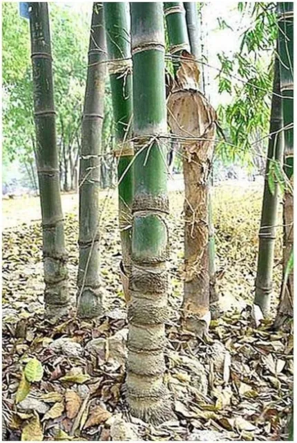 3 Graines de Dendrocalamus Barbatus, Bambou non traçant