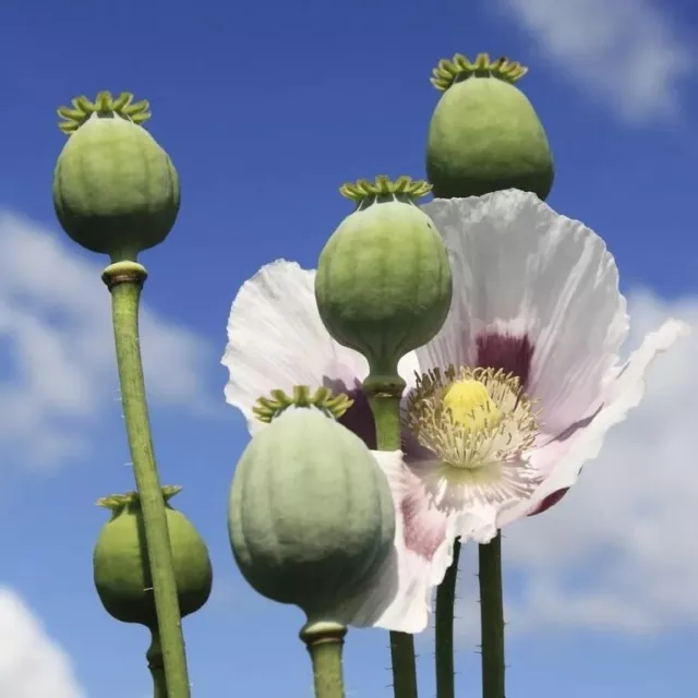 Ancient  *TURKISH IZMIR*   -   Papaver Somniferum species   -  Harvest Oct. 2023