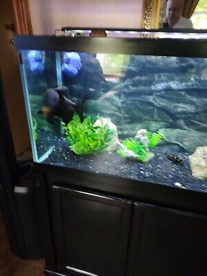 live tropical fish freshwater