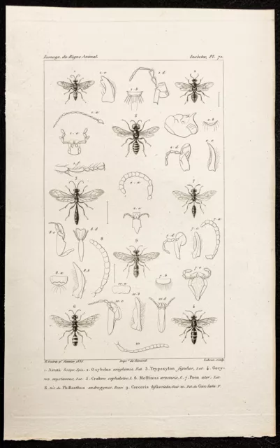 1844 - Incisione Zoologie: Insetti Hyménoptères Formiche - Matrice D'Entomologia