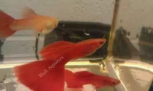Red Albino Guppy Trio