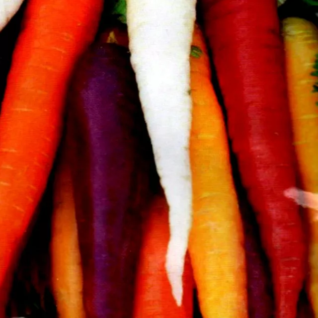 Möhren Karotten Mix Mischung Regenbogen Karotte Karottensamen 400 Samen Nr.194