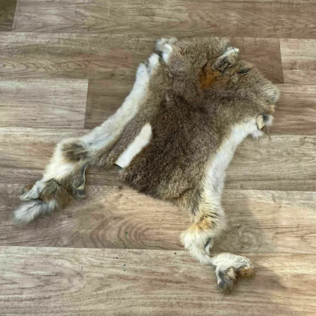 French Taxidermy animal Fur pelts Skin leather 16062119 French Taxidermy animal Fur pelts Skin leather 16062119