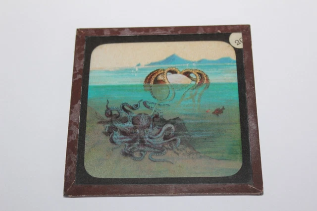 ANTIQUE COLOURED MAGIC LANTERN SLIDE SEA BED MARINE SEA OCTOPUS No 20 3