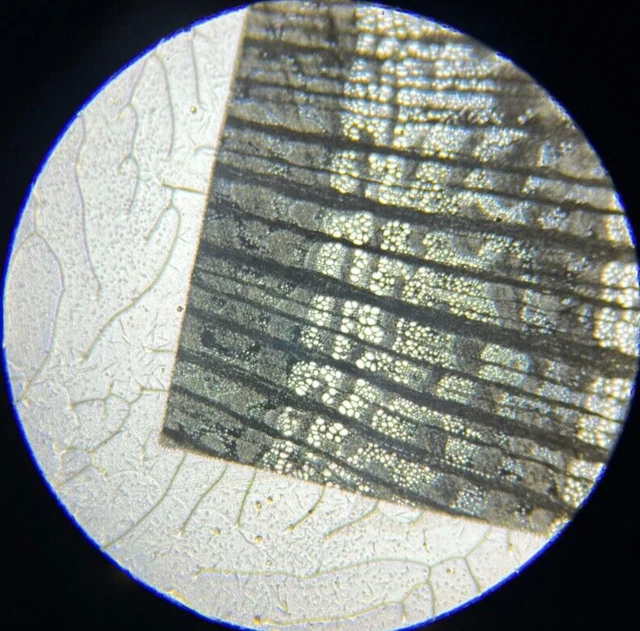 19th c J.D. Moller Microscope Botanical Slide Scotch Broom Spartium Scoparium