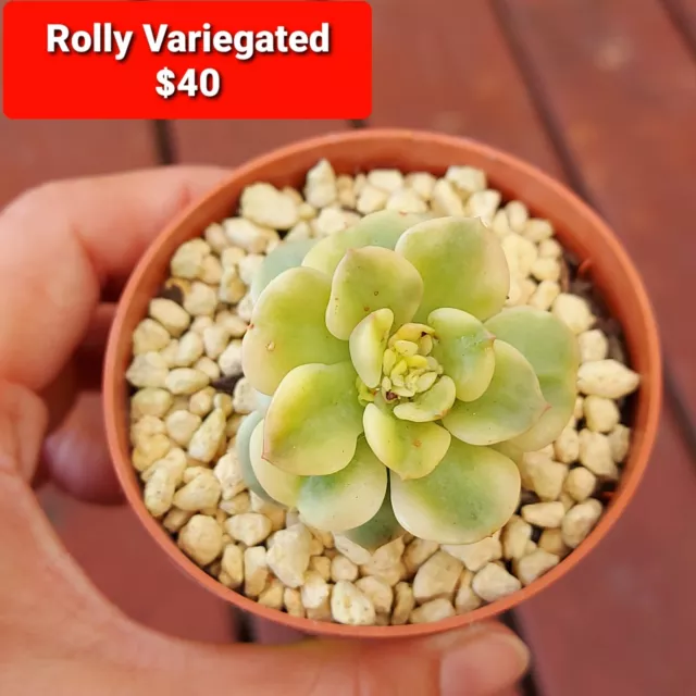 Variegated Rolly-Rare Imported Succulent