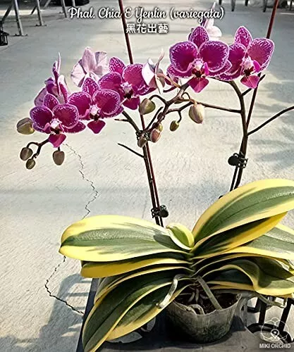 Orchid Phalaenopsis Chia - E Yenlin 'Variegted' Mericlone