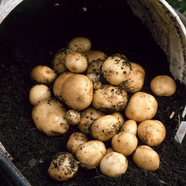 10 Seed Potatoes For Spring Planting - Certified Scottish Crops