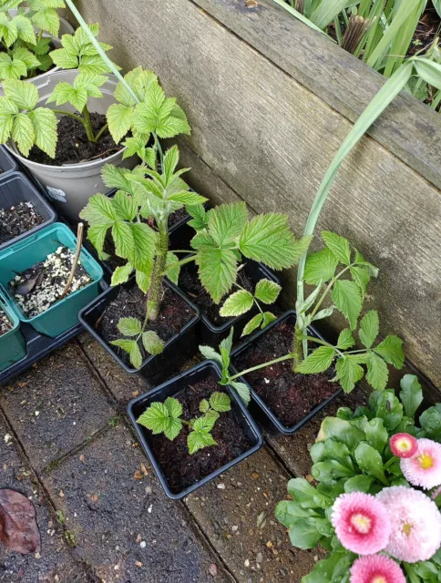 Raspberry Unknown Variety Summer Fruiting Garden Plants 3 x9cm