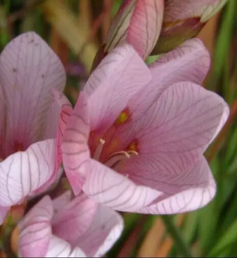 Tritonia Pink "Rose Lace" -10x Corms/Bulbs early spring flowering Cut Flowers