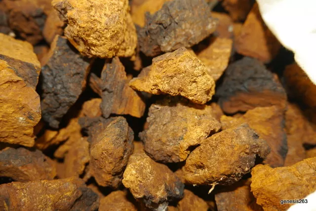 100g Chaga Pilz Чага чай SchagaTschaga Laborgeprüft! ✓