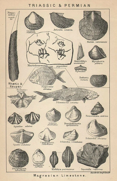 BRITISH FOSSILS. Triassic & Permian - Magnesian Limestone. STANFORD 1907 print