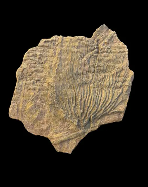 Awesome Moroccan Crinoid Sea Lily Fossil - A Window into Prehistoric Seas