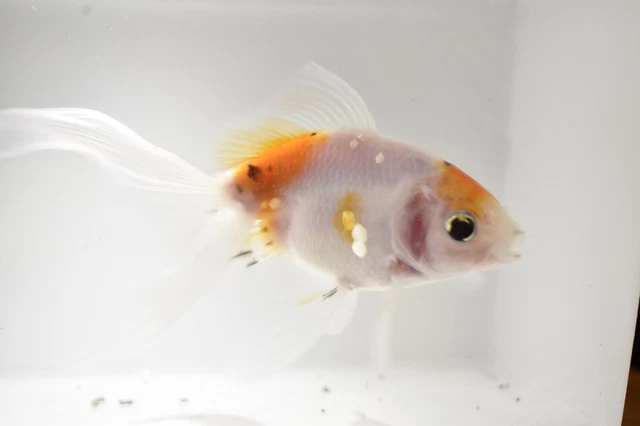Ryukin Calico Goldfish 4-5" Live Tropical Freshwater Aquarium Fish Tank