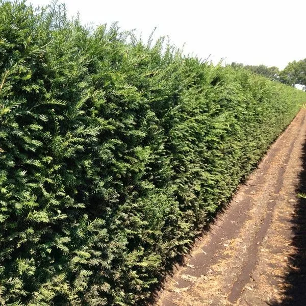 ✂️✂️ 25 Stück Taxus Baccata Gemeine Eibe / Europäische Eibe - Heckenpflanze ✂️✂️