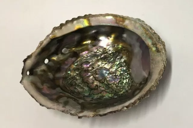 Large Natural Paua Shell ~ Rainbow Abalone ~ Haliotis Iris ~ Ormer ~ New Zealand