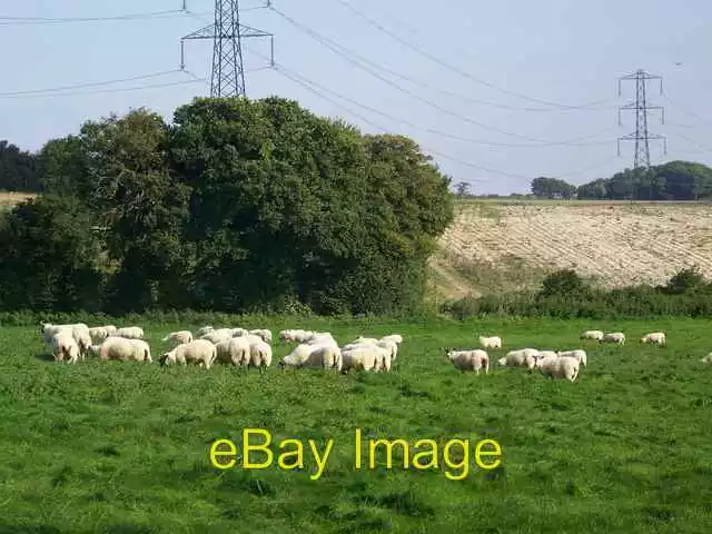 Photo 6x4 Sheep at Vernham Street Littledown/SU3457 Lush grass and white c2008