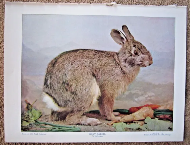 1898 Antique Wild Gray / Cottontail Rabbit Animal Lithograph Print