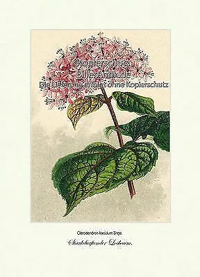 Starkdurftender Losbaum Clerodendron foetidum Lippenblütler Vilmorin A3 378