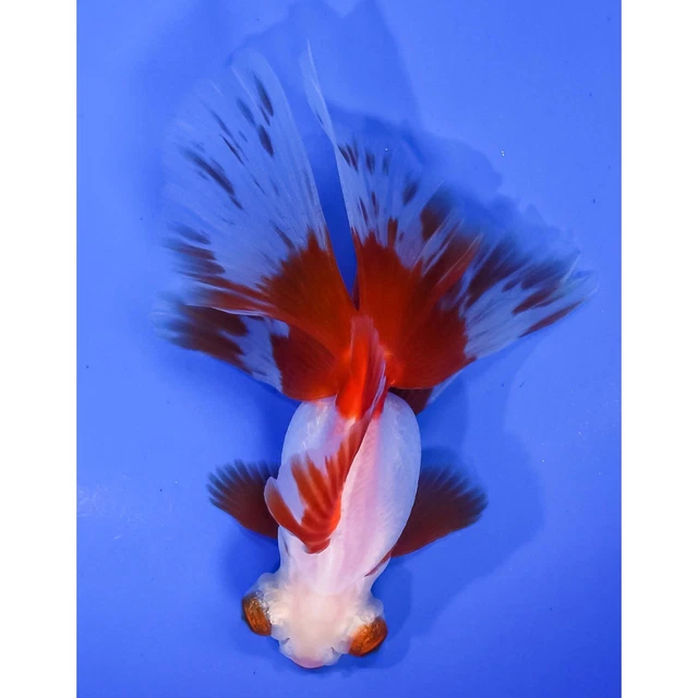 4" RED & WHITE BUTTERFLY TAILImported live goldfish for koi fish pond NDK