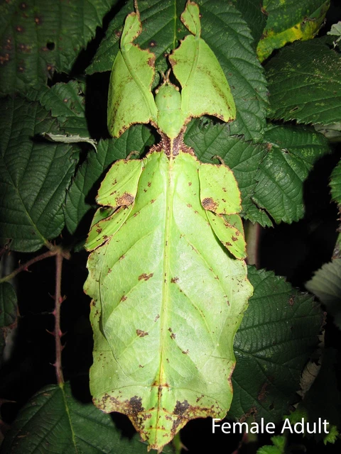 2pcs Giant Leaf stick insect nymph, 1-2 weeks, delivery included