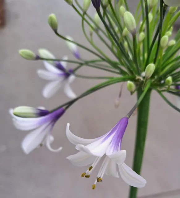 Agapanthus 'Fireworks' Schmucklilie