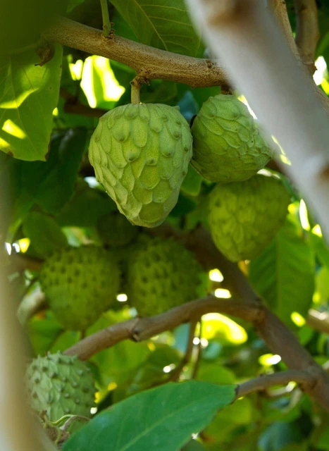Cherimoya Tropical Fruit Trees (Seedling)