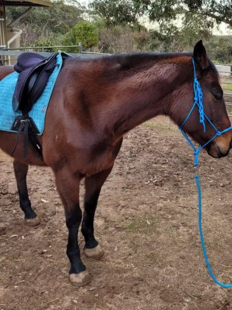 Horse Rope Halter - Mutiple Colours - Multiple Sizes