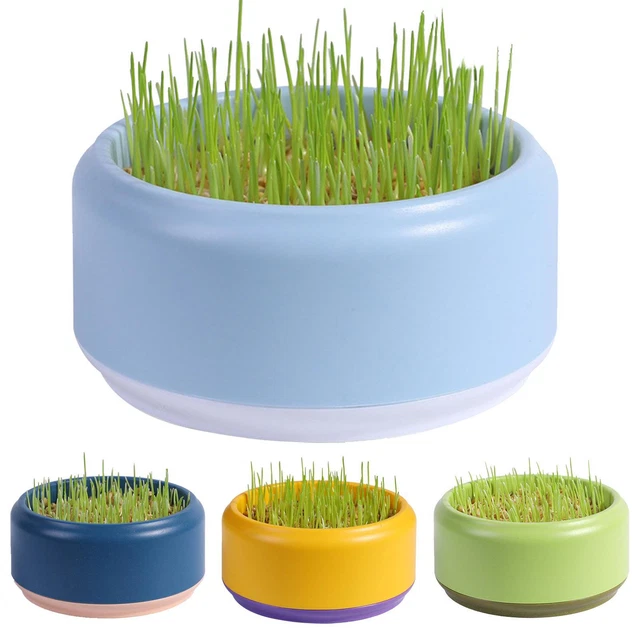 Cat Grass Planting Box Plant Growing Kit Hydroponic Cat Grass Soil-Free Planter