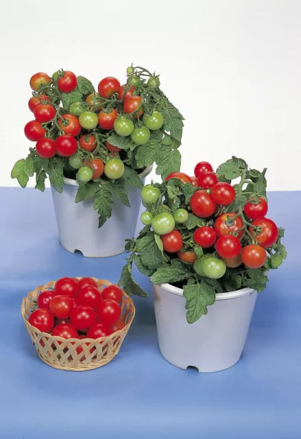 Vegetable - Tomato - Red Robin - 100 Seeds - Large