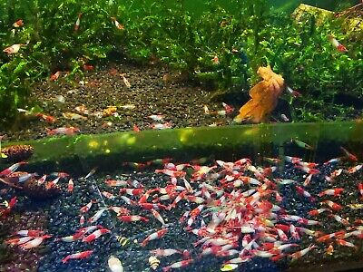 10 +1 Red Rili Freshwater Neocaridina Aquarium Shrimp. Live Guarantee