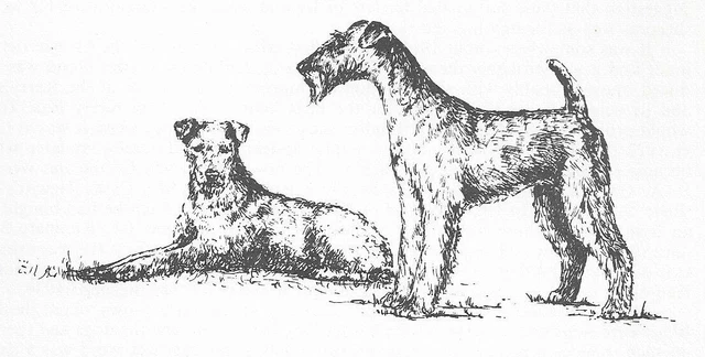 Irish Terrier #3 - CUSTOM MATTED - 1963 Vintage Dog Art Print 0507 CLD