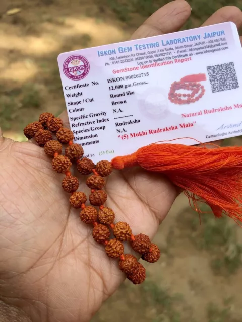 LAB CERTIFIÉ Naturel 5 Mukhi RUDRAKSHA Rudraksh Mala ROSAIRE 54+1 Perles de...