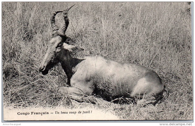 CONGO - un beau coup de fusil.