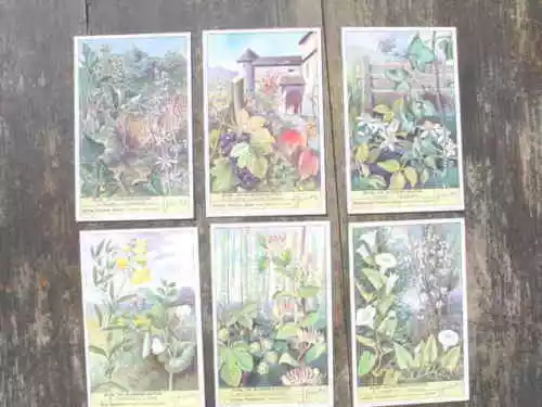 8987 Liebig Carte Slingerplanten Schlingpflanzen Piante