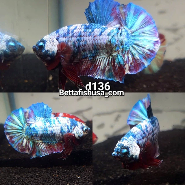 D136 live Male Betta Fish High Quality Koi Multiple Galaxy Color Halfmoon Plakat