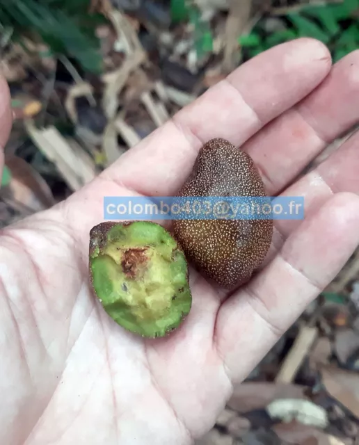 4 Fresh seeds of Parinari campestris - Rare Tropical Fruit