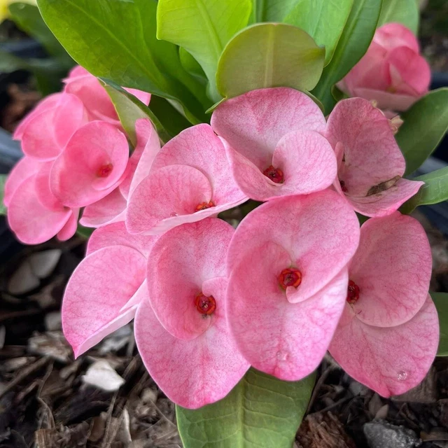 CROWN OF THORNS Thai Hybrid Setthiphraramsong Euphorbia Milii Christ