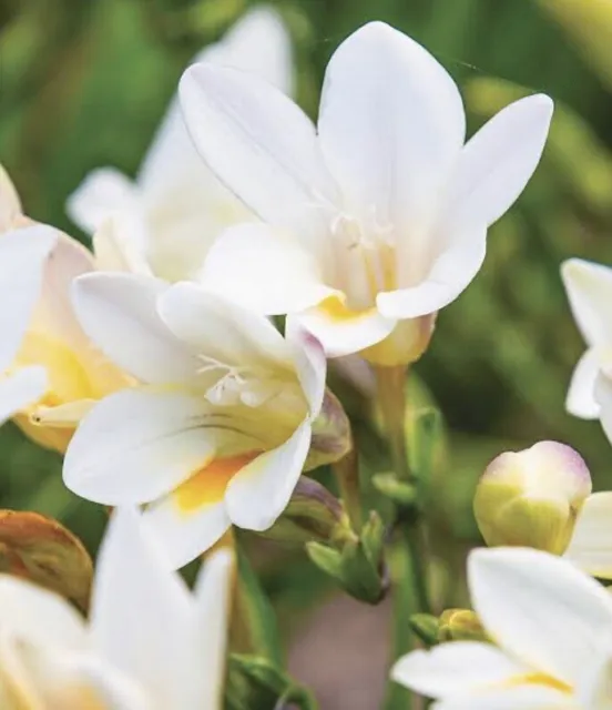 100+ Freesia Alba Seeds. Large White Fragrant Flowers Current Year Organic Grown