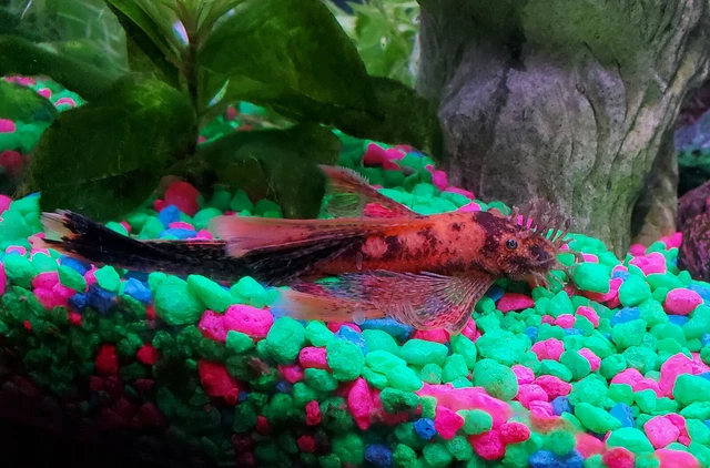 2 Super Red Calico Longfin Bristlenose Pleco (~2 - 3") Bushynose Ancistrus 5