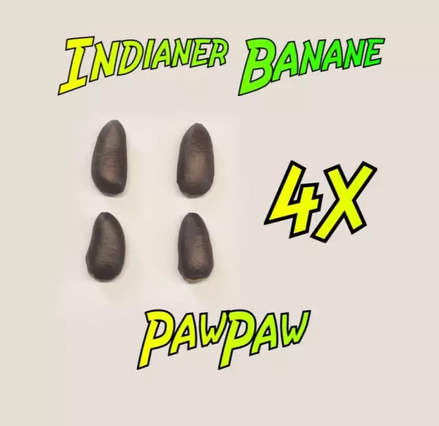 Indianerbanane Indianer Banane PawPaw 4 Samen winterharte exotische Frucht