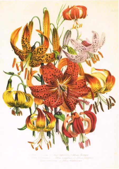 Stampa floreale giglio giglio tigrino vintage fiore botanico Jane Loudon OF #65